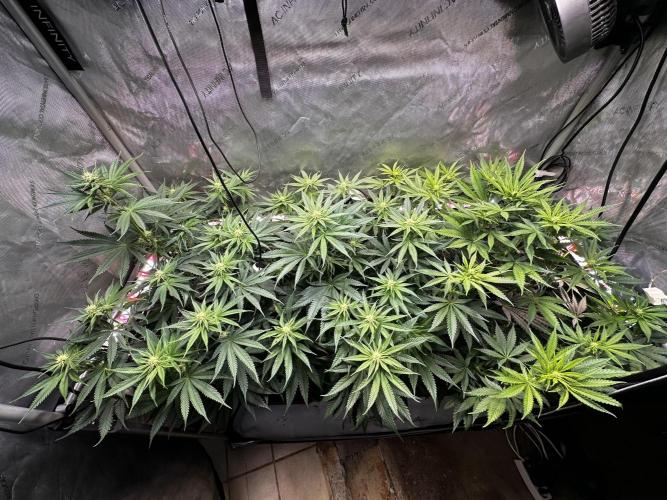 Hella Jelly, up to di sky.. Week 7