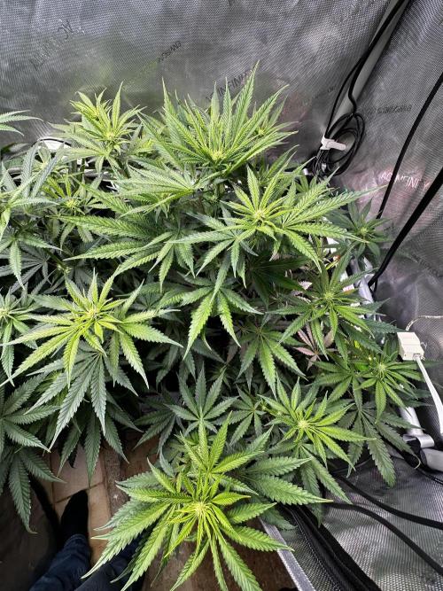 Hella Jelly, up to di sky.. Week 7