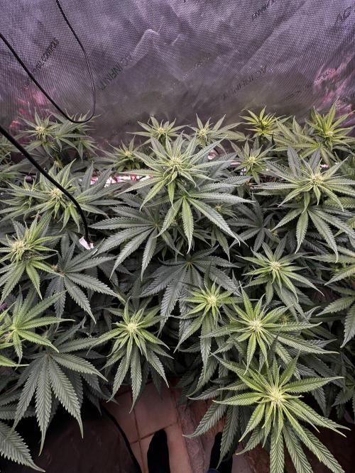 Hella Jelly, up to di sky.. Week 7