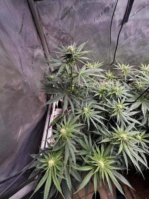 Hella Jelly, up to di sky.. Week 7