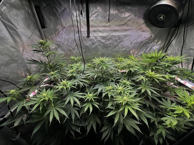 Hella Jelly, up to di sky.. Week 7