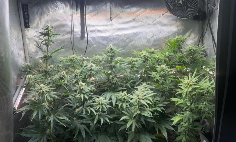 Hella Jelly, up to di sky.. Week 8