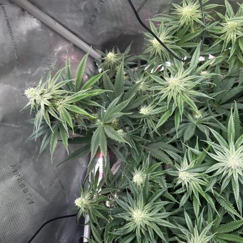 Hella Jelly, up to di sky.. Week 8