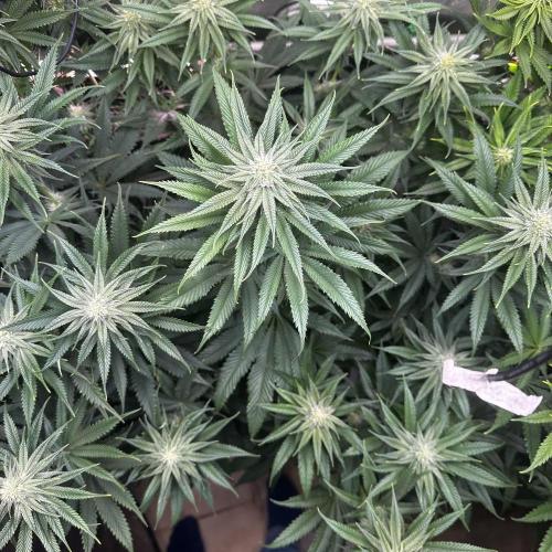 Hella Jelly, up to di sky.. Week 8
