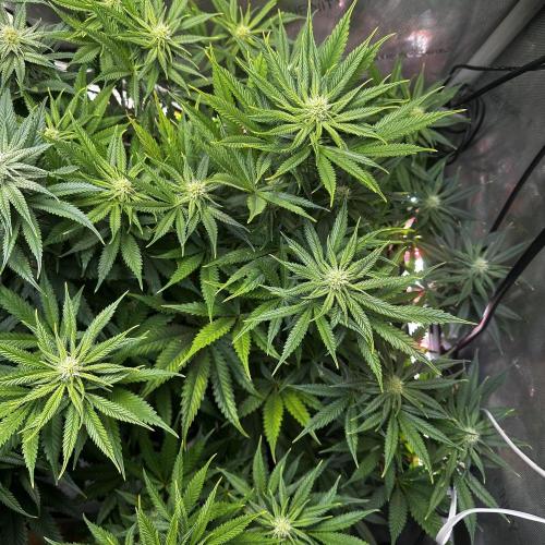 Hella Jelly, up to di sky.. Week 8