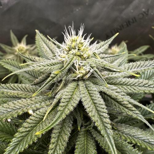 Hella Jelly, up to di sky.. Week 8