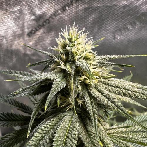 Hella Jelly, up to di sky.. Week 8