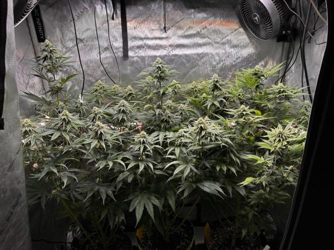 Hella Jelly, up to di sky.. Week 9