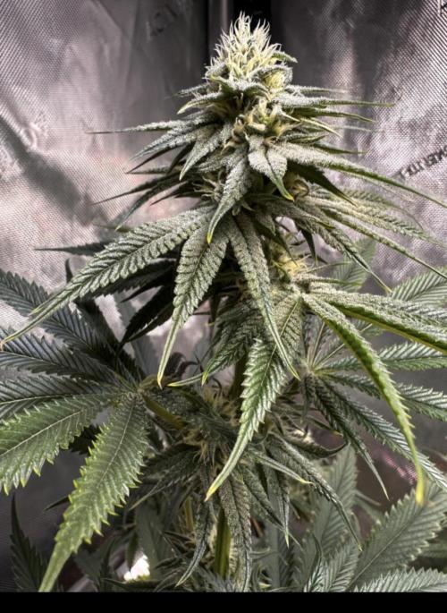 Hella Jelly, up to di sky.. Week 9