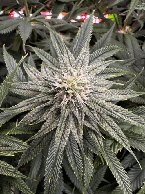 Hella Jelly, up to di sky.. Week 9
