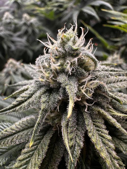 Hella Jelly, up to di sky.. Week 9