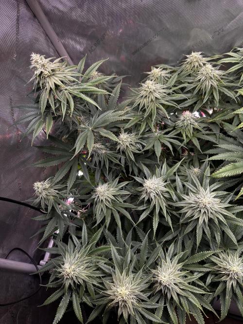 Hella Jelly, up to di sky.. Week 9