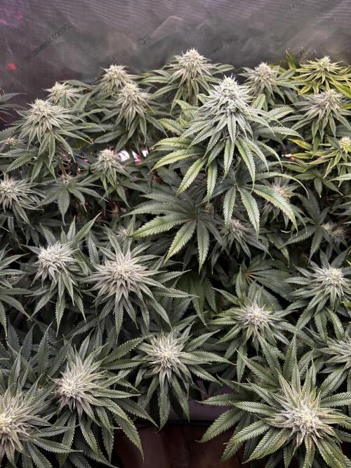 Hella Jelly, up to di sky.. Week 9