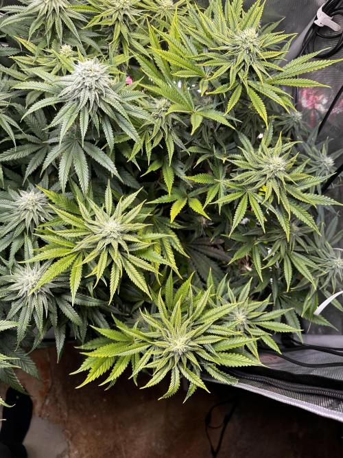 Hella Jelly, up to di sky.. Week 9