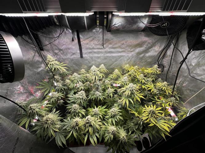 Hella Jelly, up to di sky.. Week 10