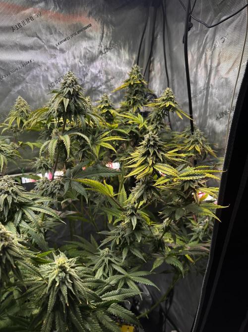 Hella Jelly, up to di sky.. Week 10