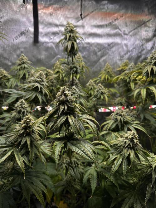 Hella Jelly, up to di sky.. Week 10