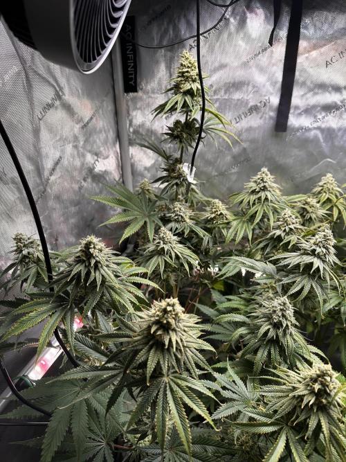 Hella Jelly, up to di sky.. Week 10