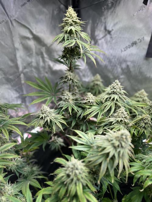Hella Jelly, up to di sky.. Week 10