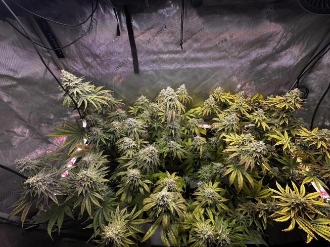 Hella Jelly, up to di sky.. Week 11