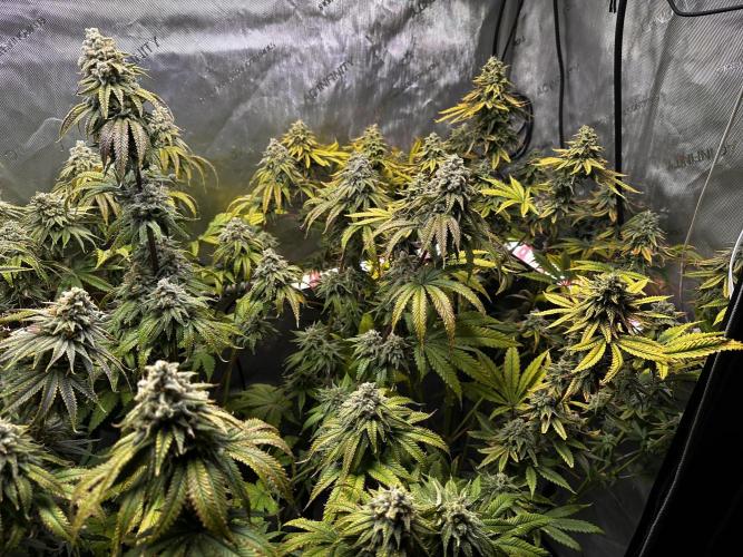 Hella Jelly, up to di sky.. Week 11
