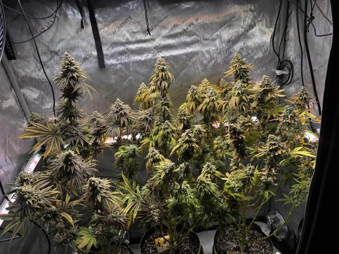 Hella Jelly, up to di sky.. Week 12