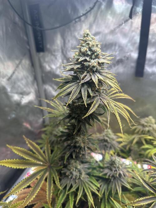 Hella Jelly, up to di sky.. Week 12