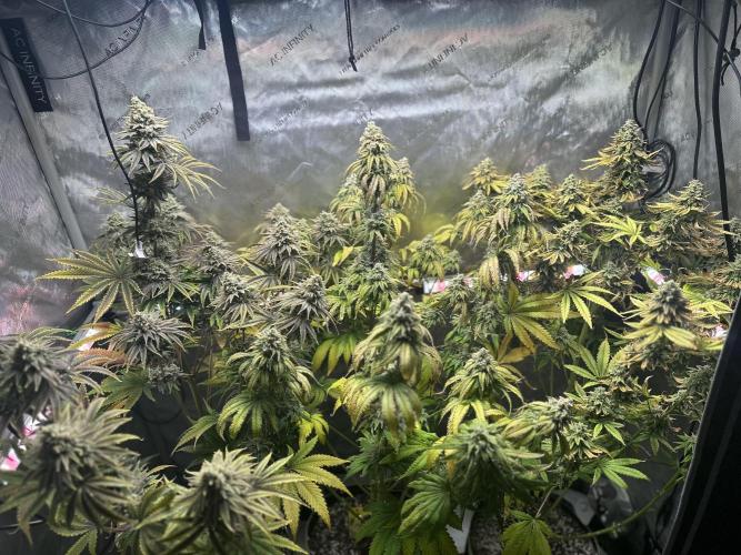 Hella Jelly. Week 12