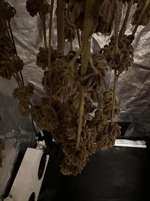 Hella Jelly. Week 13