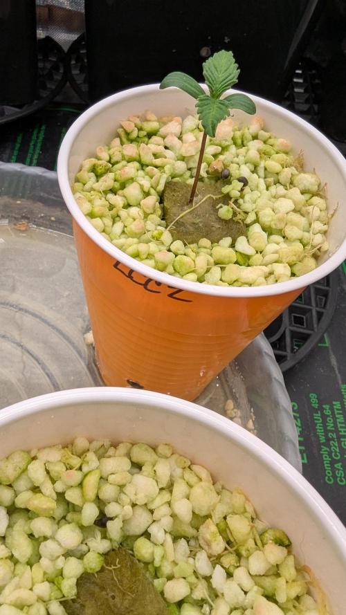 First grow with Fast Buds. Week 1