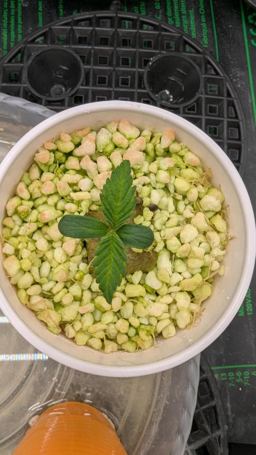 First grow with Fast Buds. Week 1