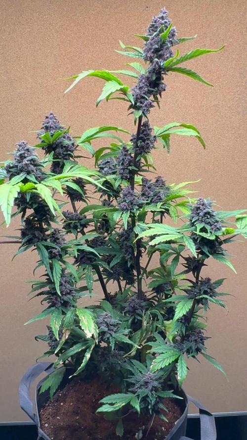 Banana Purple Punch Auto
