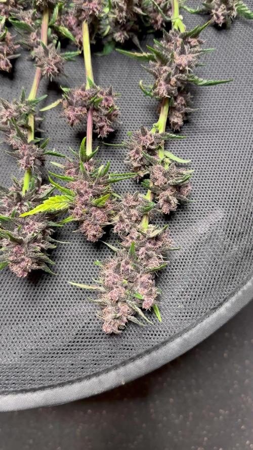 Banana Purple Punch Auto