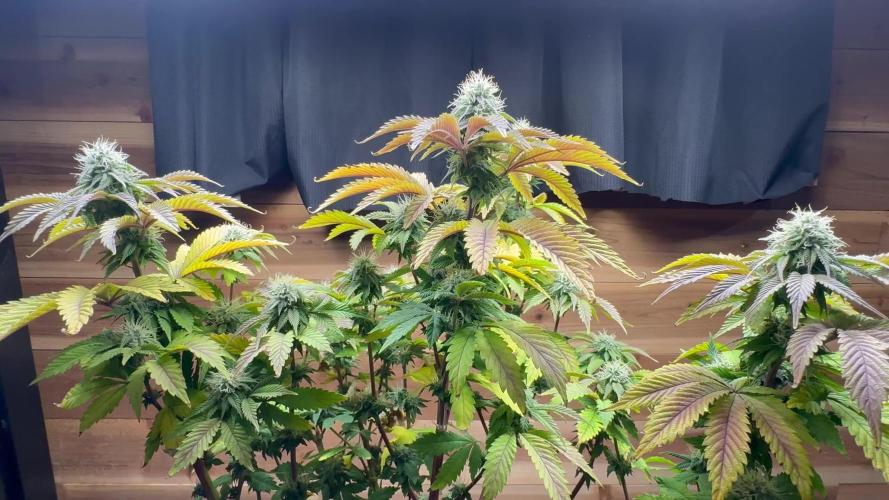 White Widow XXL