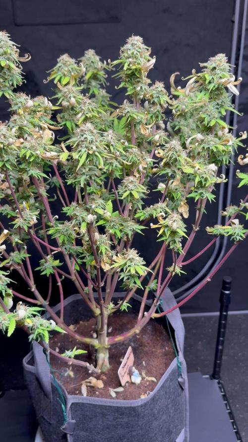 Strawberry Banana Auto