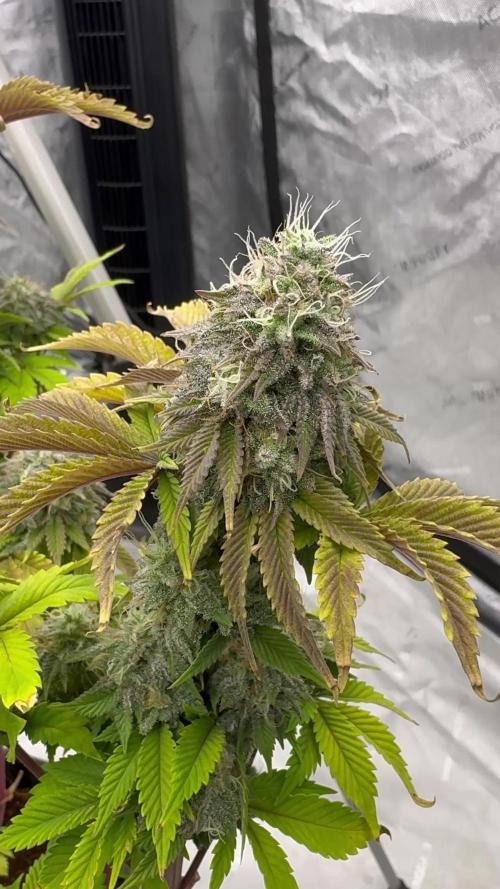 White Widow XXL