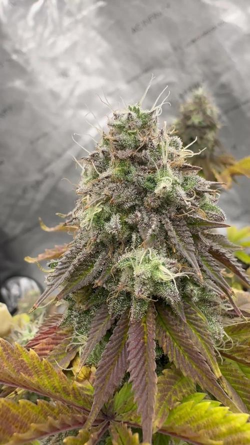 White Widow XXL