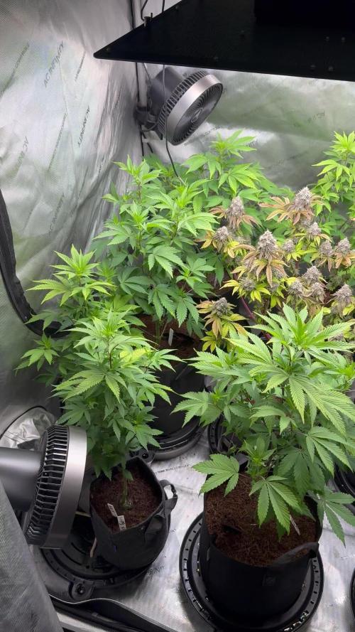 White Widow XXL