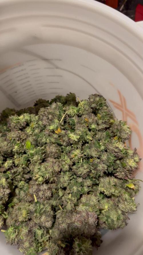White widow’s clones (F1)