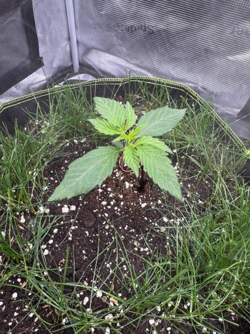 Lab des Urban. Week 2 - Miracle Bang