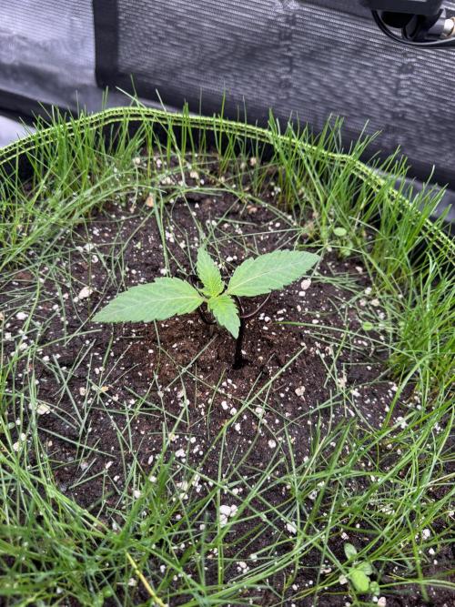 Lab des Urban. Week 2 - Permanent Chimera #35 x Beleaf White Truffle