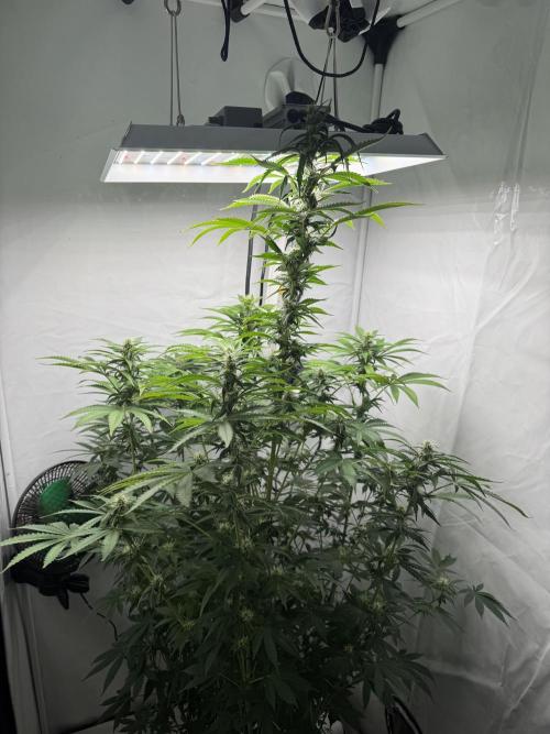 Tangerine Dream - Molly. Week 9