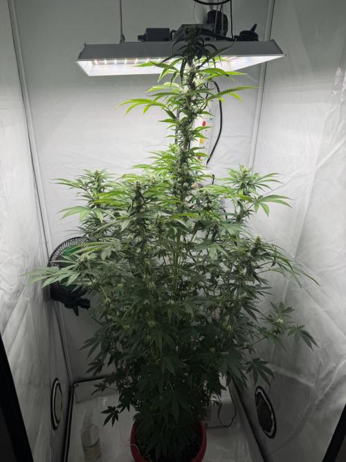 Tangerine Dream - Molly. Week 9