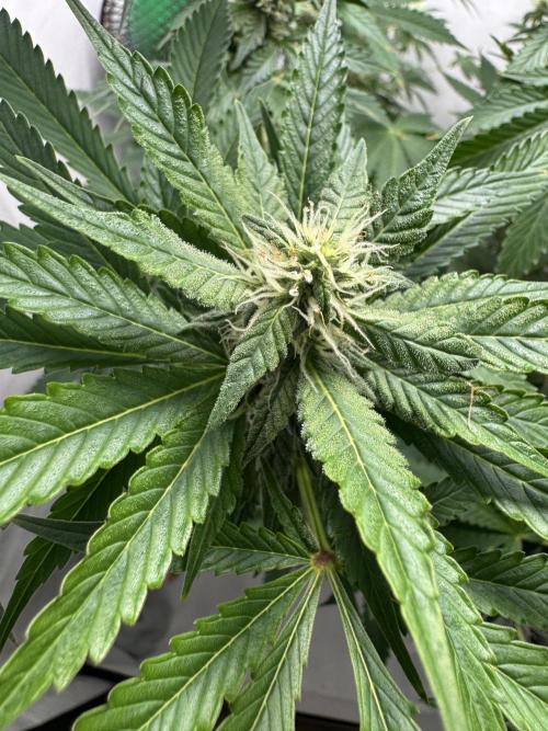 Tangerine Dream - Molly. Week 10