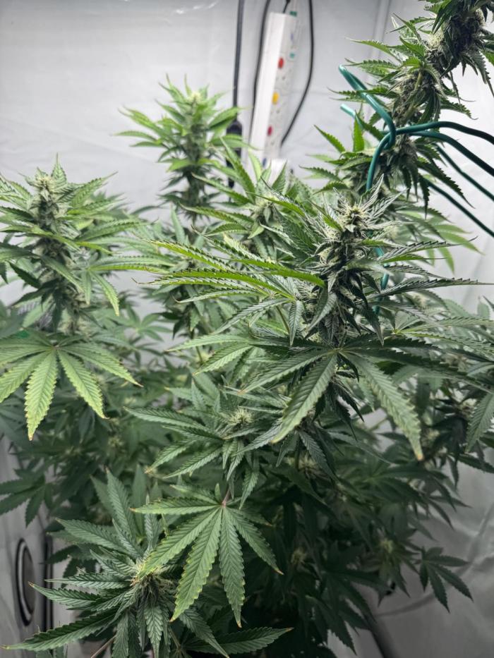 Tangerine Dream - Molly. Week 11