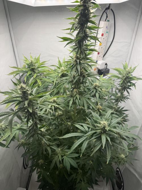 Tangerine Dream - Molly. Week 11