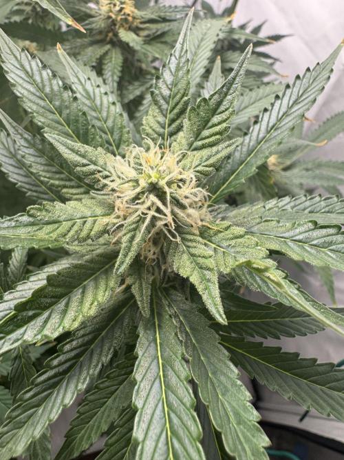 Tangerine Dream - Molly. Week 11