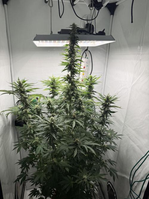 Tangerine Dream - Molly. Week 11