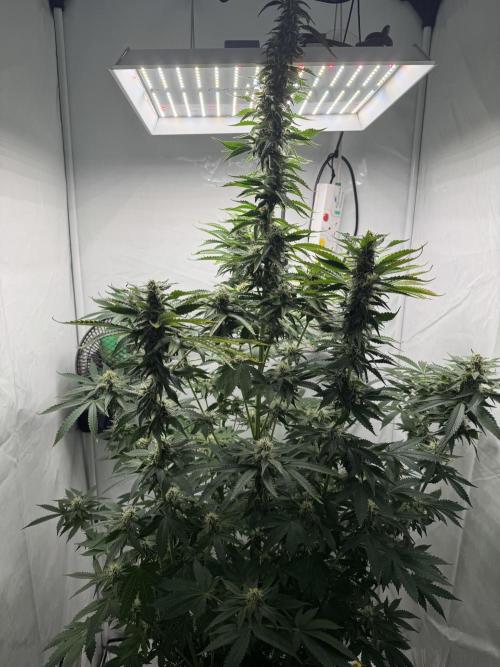 Tangerine Dream - Molly. Week 11