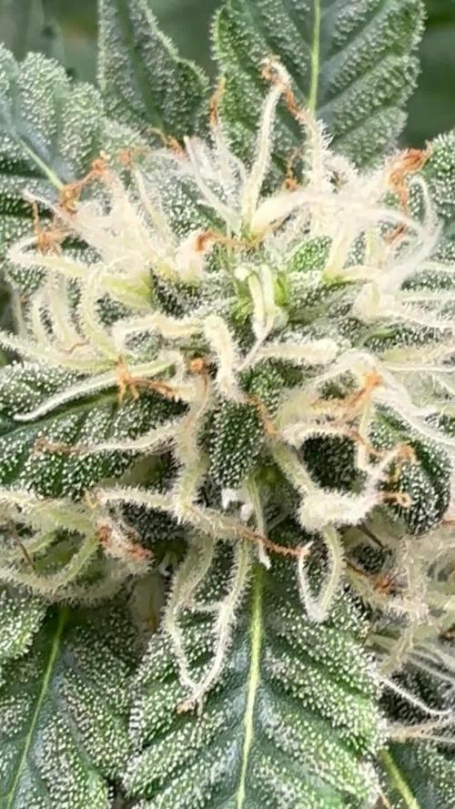 Tangerine Dream - Molly